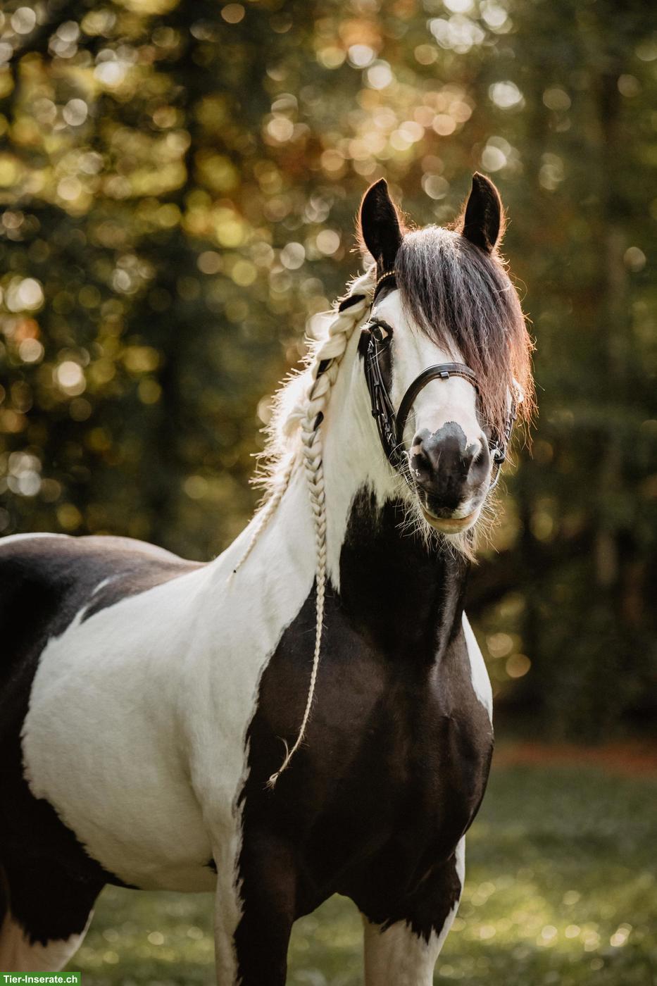 Irish Cob Deckhengst