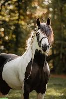 Irish Cob Deckhengst