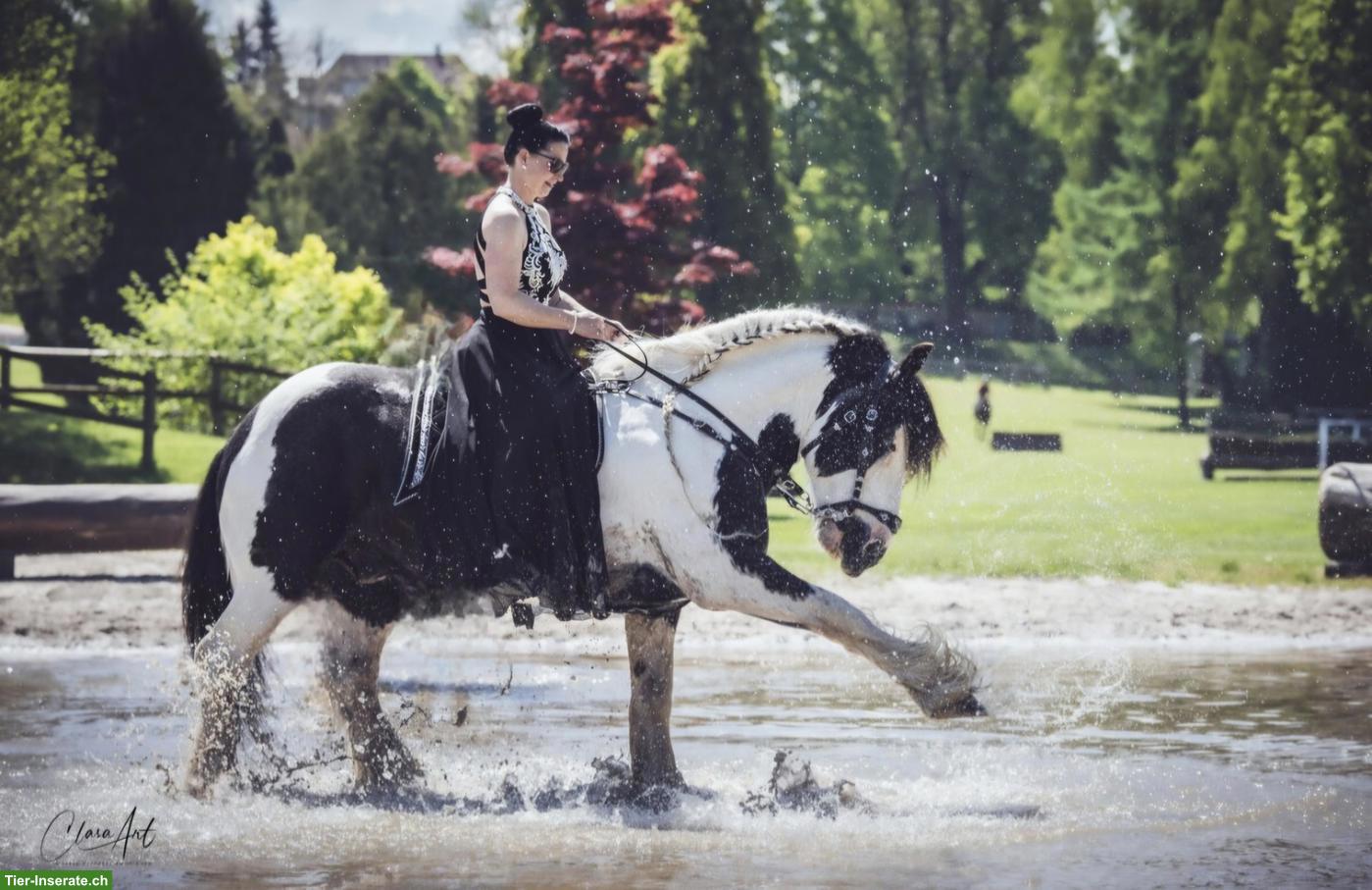 Bild 2: Irish Cob Deckhengst