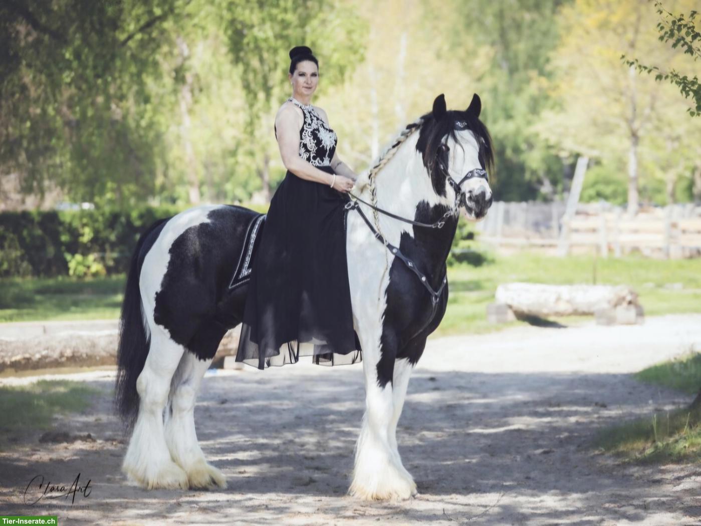 Bild 3: Irish Cob Deckhengst