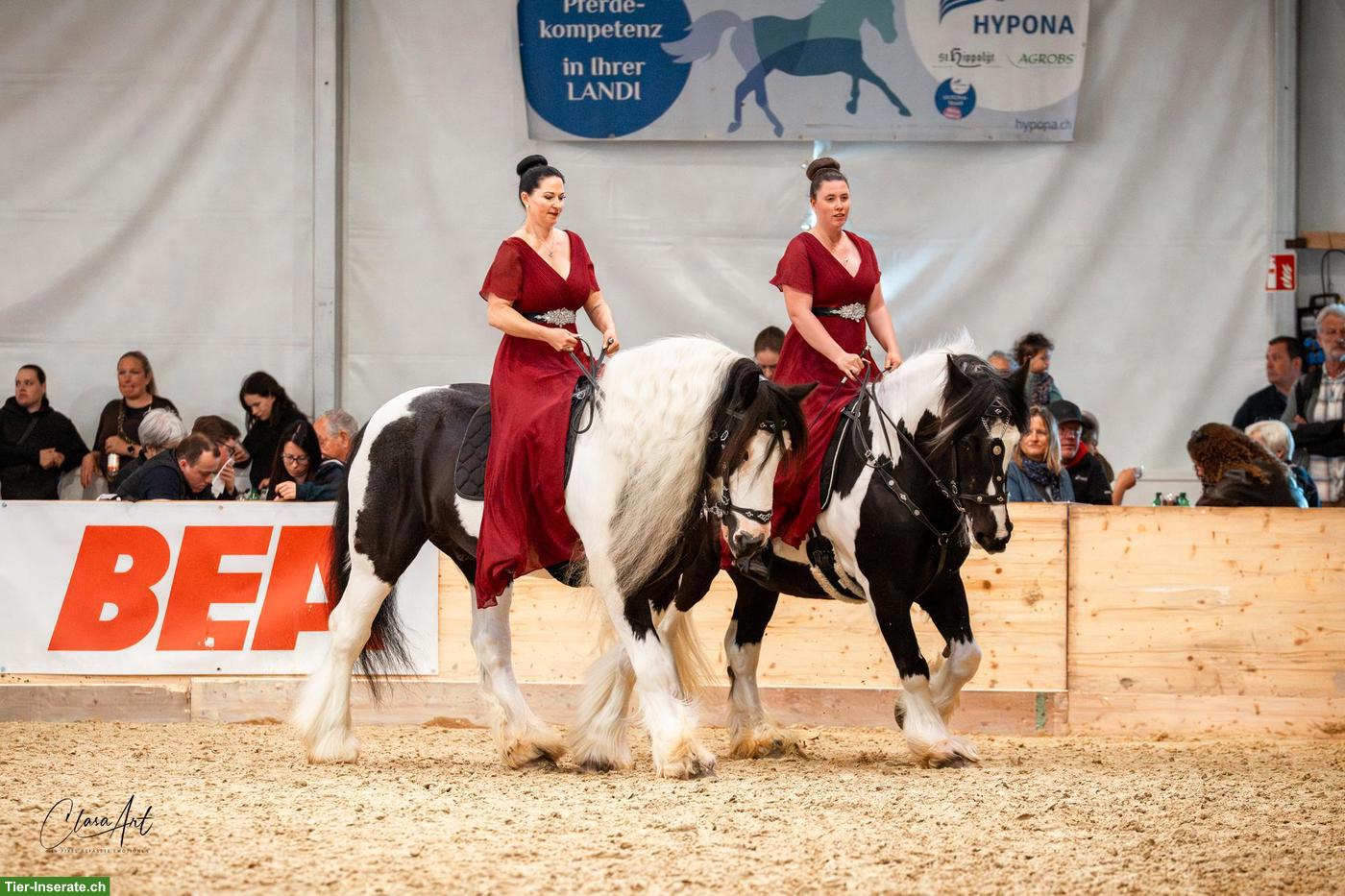 Bild 4: Irish Cob Deckhengst