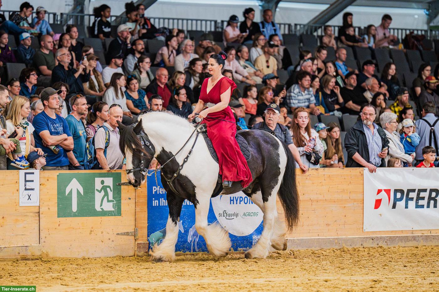 Bild 5: Irish Cob Deckhengst
