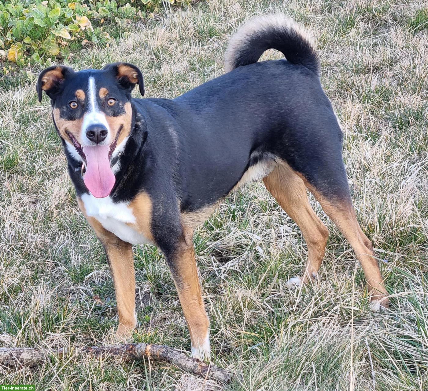 Appenzeller Sennenhund Mischlingsrüde, 8-jährig