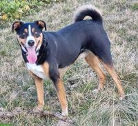 Appenzeller Sennenhund Mischlingsrüde, 8-jährig