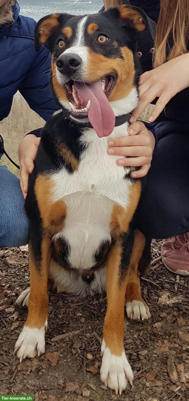 Bild 2: Appenzeller Sennenhund Mischlingsrüde, 8-jährig