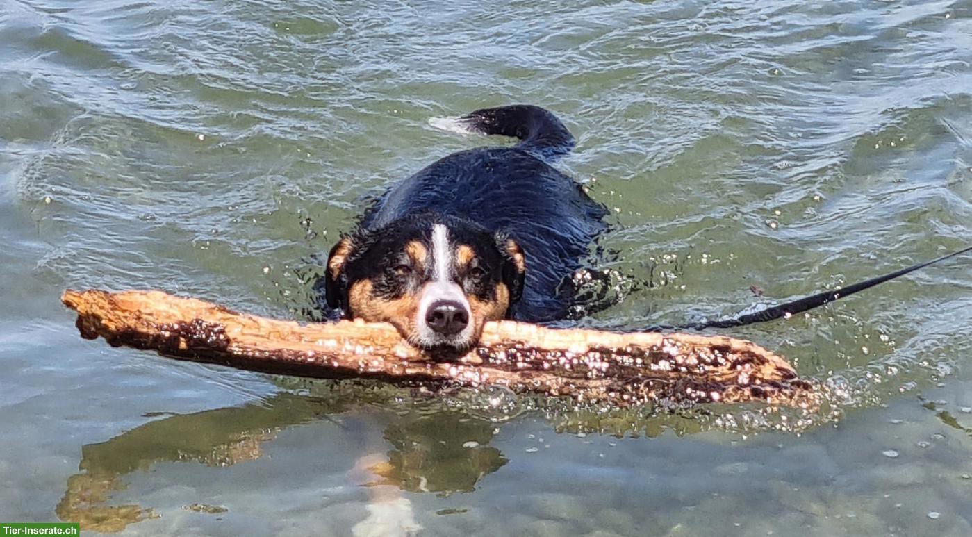 Bild 3: Appenzeller Sennenhund Mischlingsrüde, 8-jährig