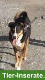 Bild 4: Appenzeller Sennenhund Mischlingsrüde, 8-jährig