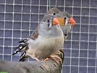 Timor Zebrafinken aus Aussenvoliere