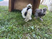 Showgirl & Seidenhuhn Küken