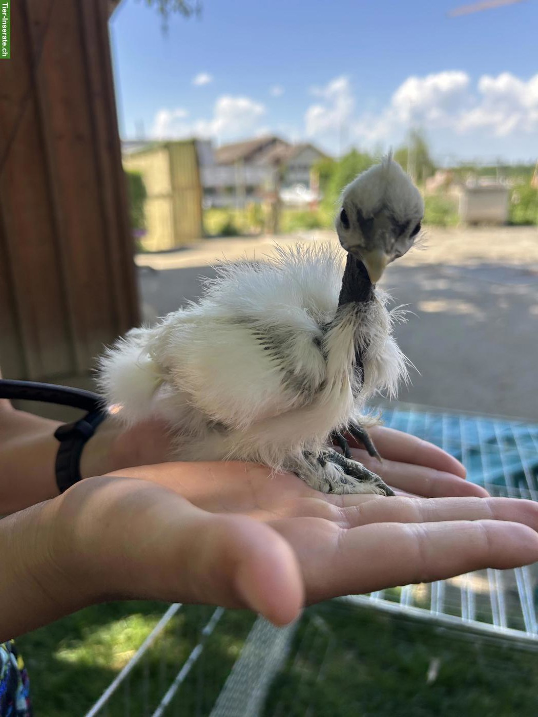 Bild 10: Showgirl & Seidenhuhn Küken