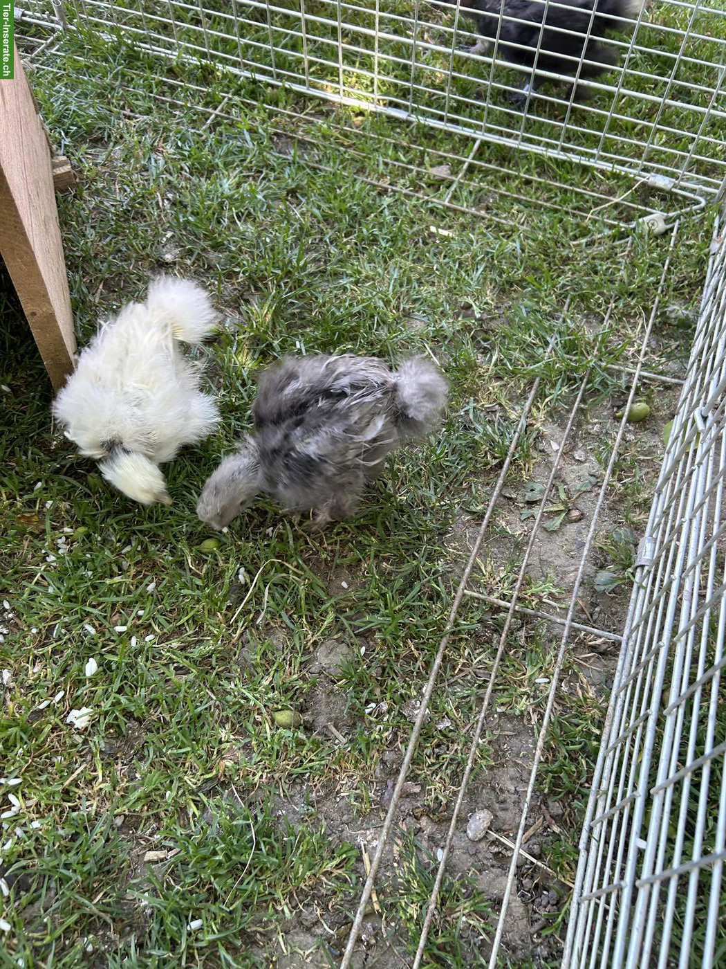 Bild 2: Showgirl & Seidenhuhn Küken