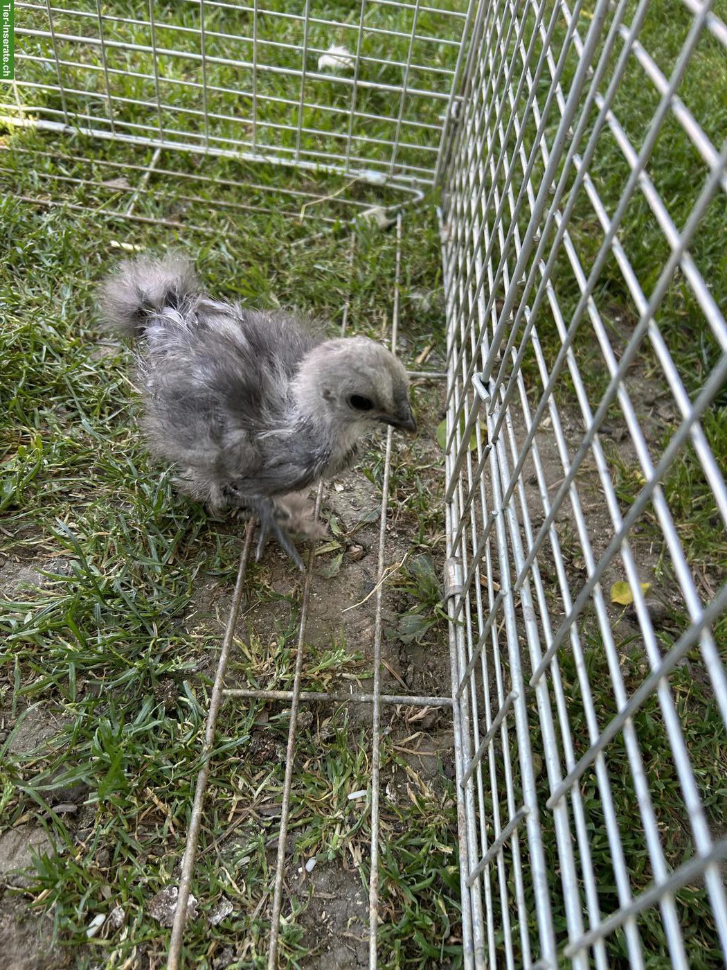 Bild 4: Showgirl & Seidenhuhn Küken