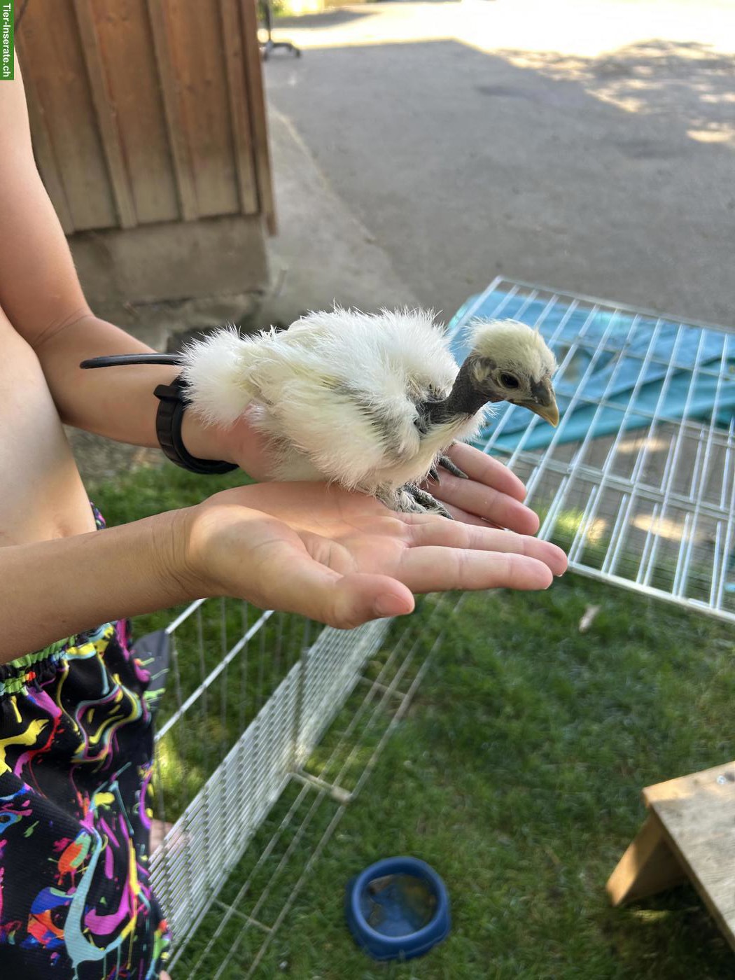 Bild 5: Showgirl & Seidenhuhn Küken