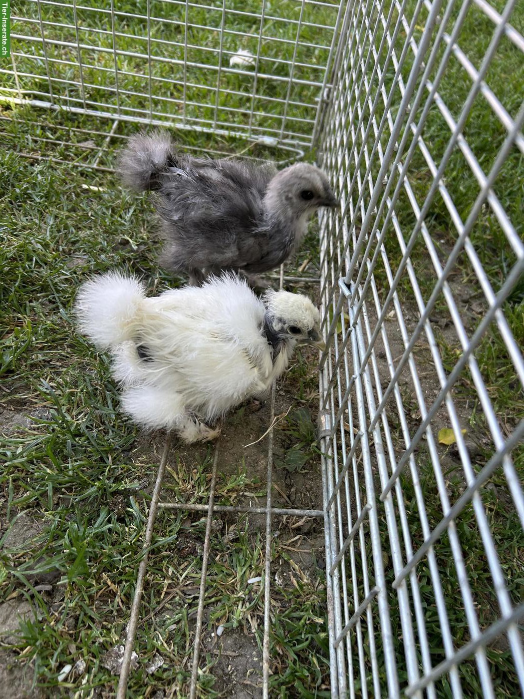Bild 6: Showgirl & Seidenhuhn Küken