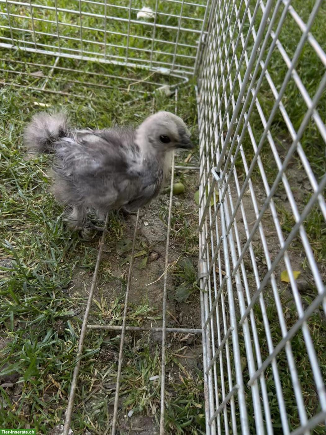 Bild 7: Showgirl & Seidenhuhn Küken