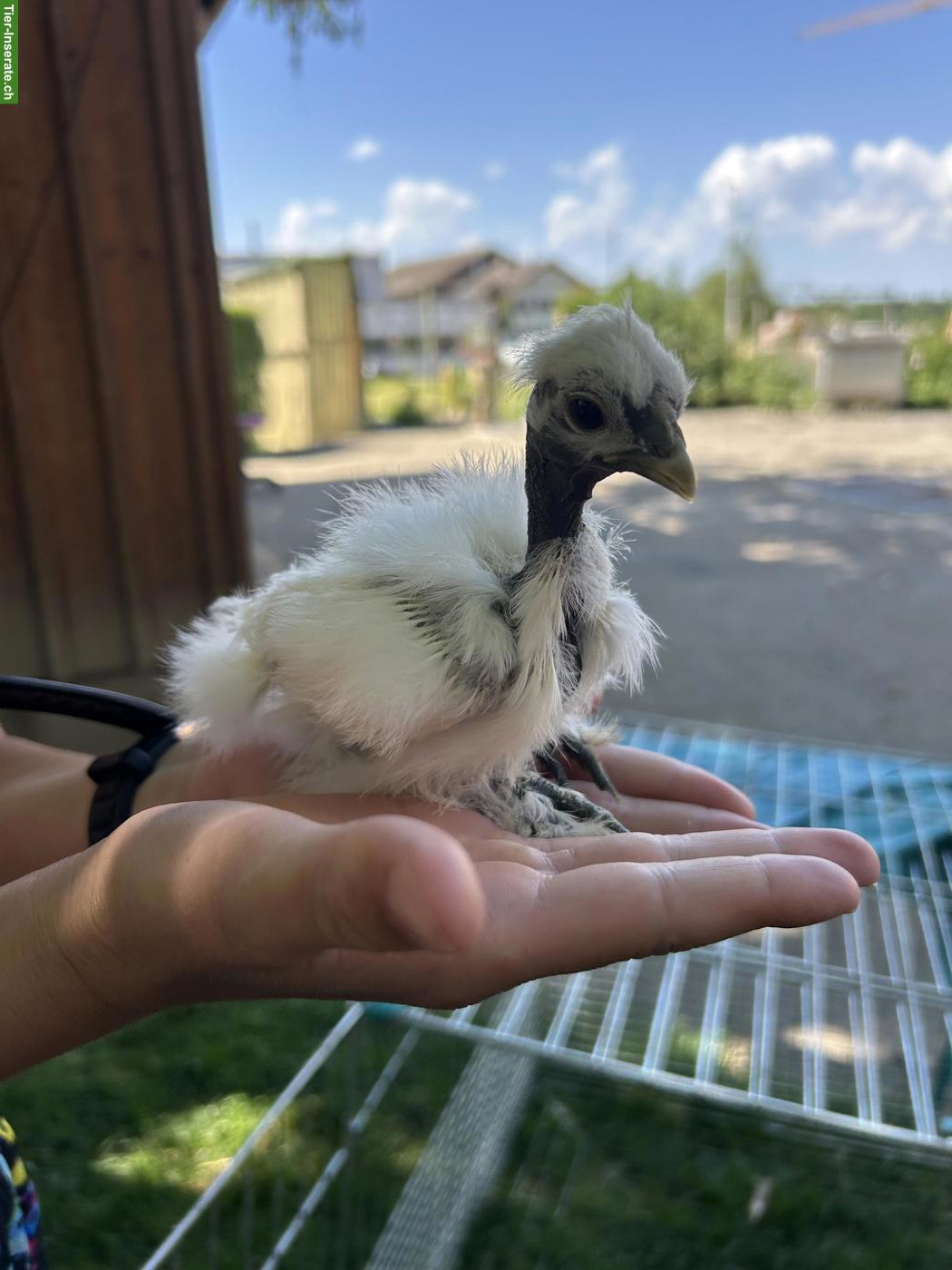 Bild 8: Showgirl & Seidenhuhn Küken