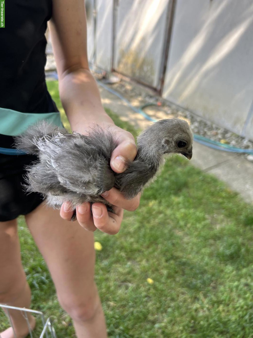 Bild 9: Showgirl & Seidenhuhn Küken