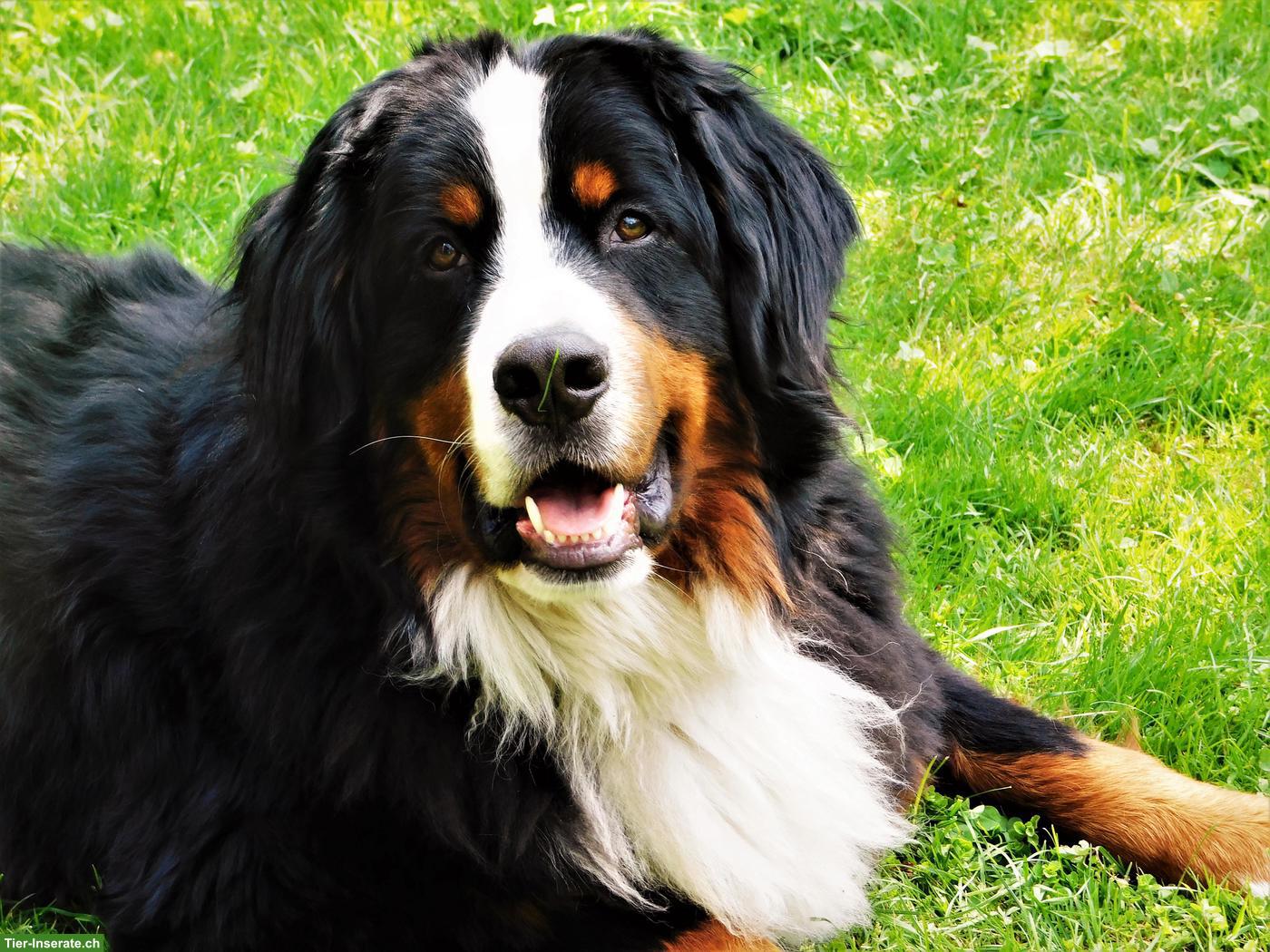 Berner Sennenhund "Gspänli" gesucht