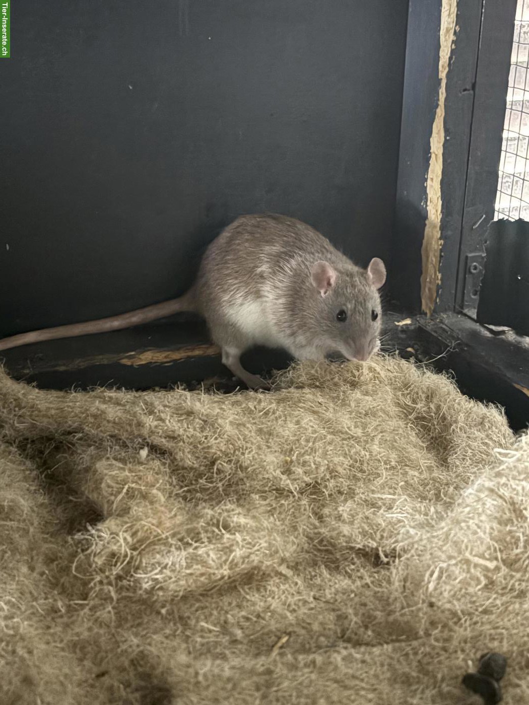 Süsse Rattenbabys suchen Zuhause