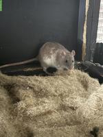 Süsse Rattenbabys suchen Zuhause