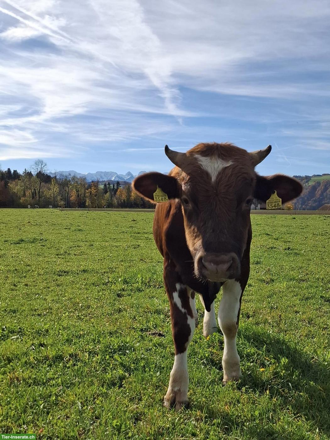 Swiss Fleckvieh Zuchtstier zu verkaufen