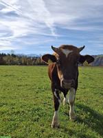 Swiss Fleckvieh Zuchtstier zu verkaufen