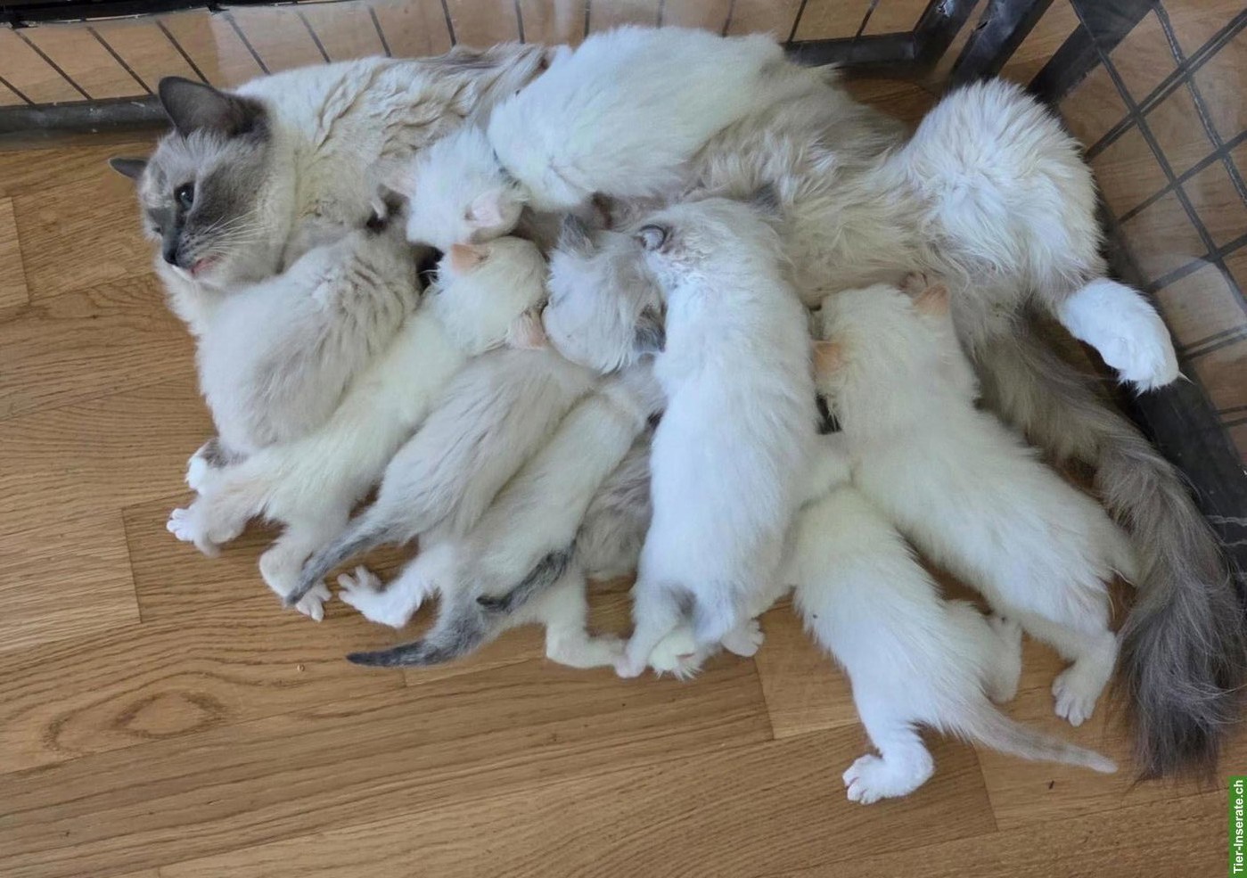 Ragdoll Kitten mit Stammbaum zu verkaufen