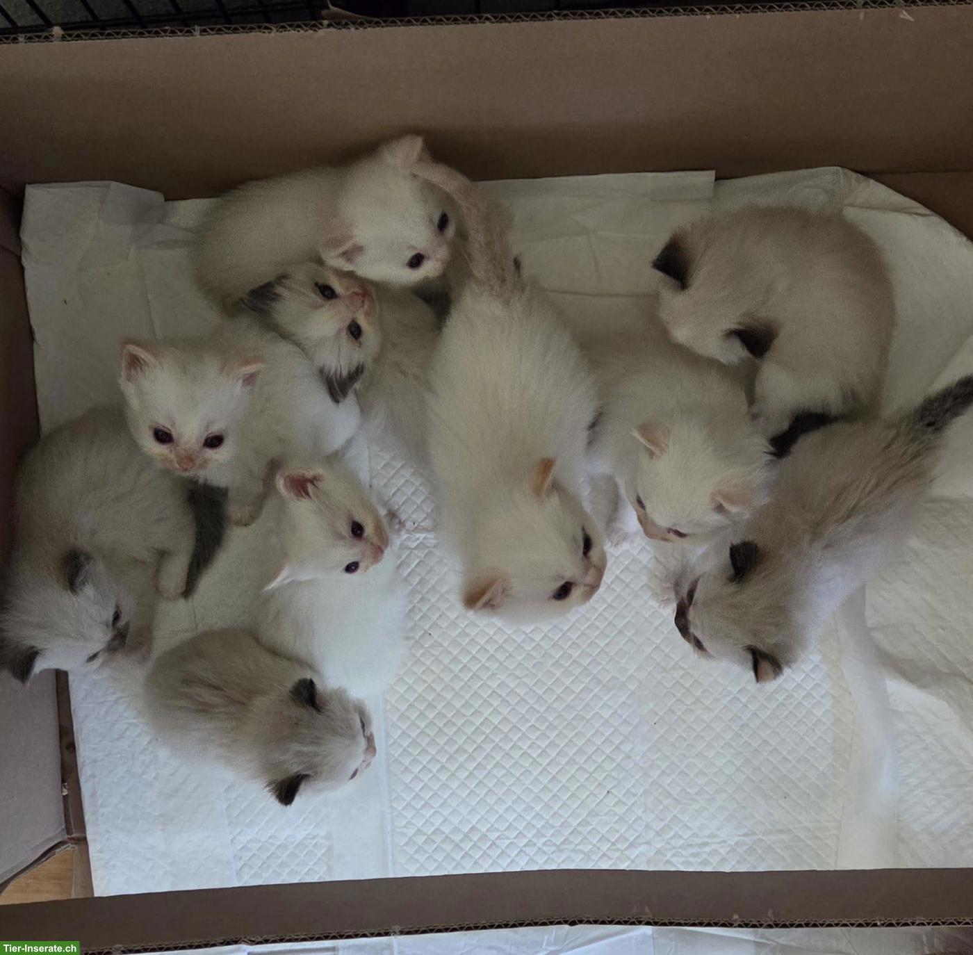Bild 2: Ragdoll Kitten mit Stammbaum zu verkaufen