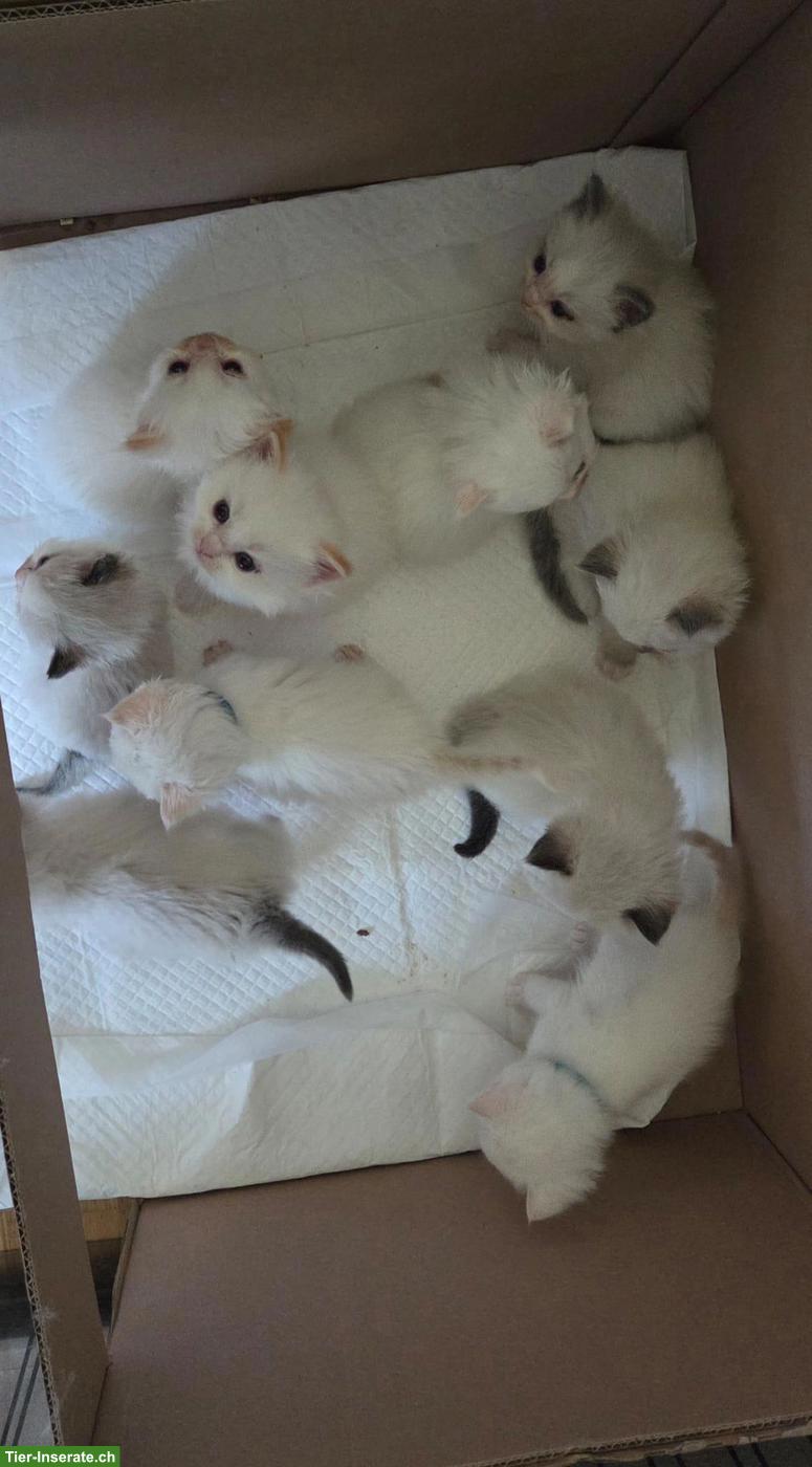 Bild 3: Ragdoll Kitten mit Stammbaum zu verkaufen