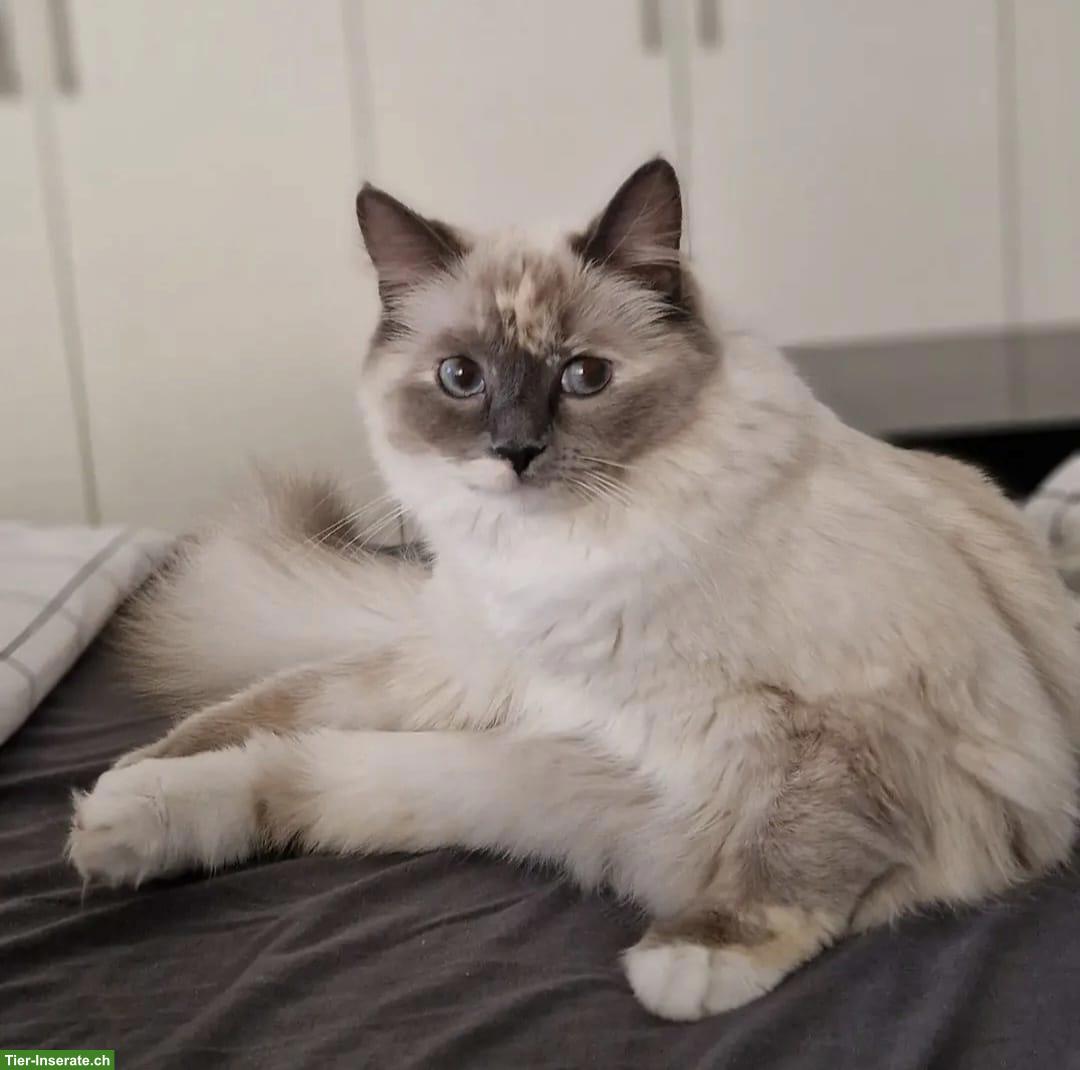 Bild 4: Ragdoll Kitten mit Stammbaum zu verkaufen