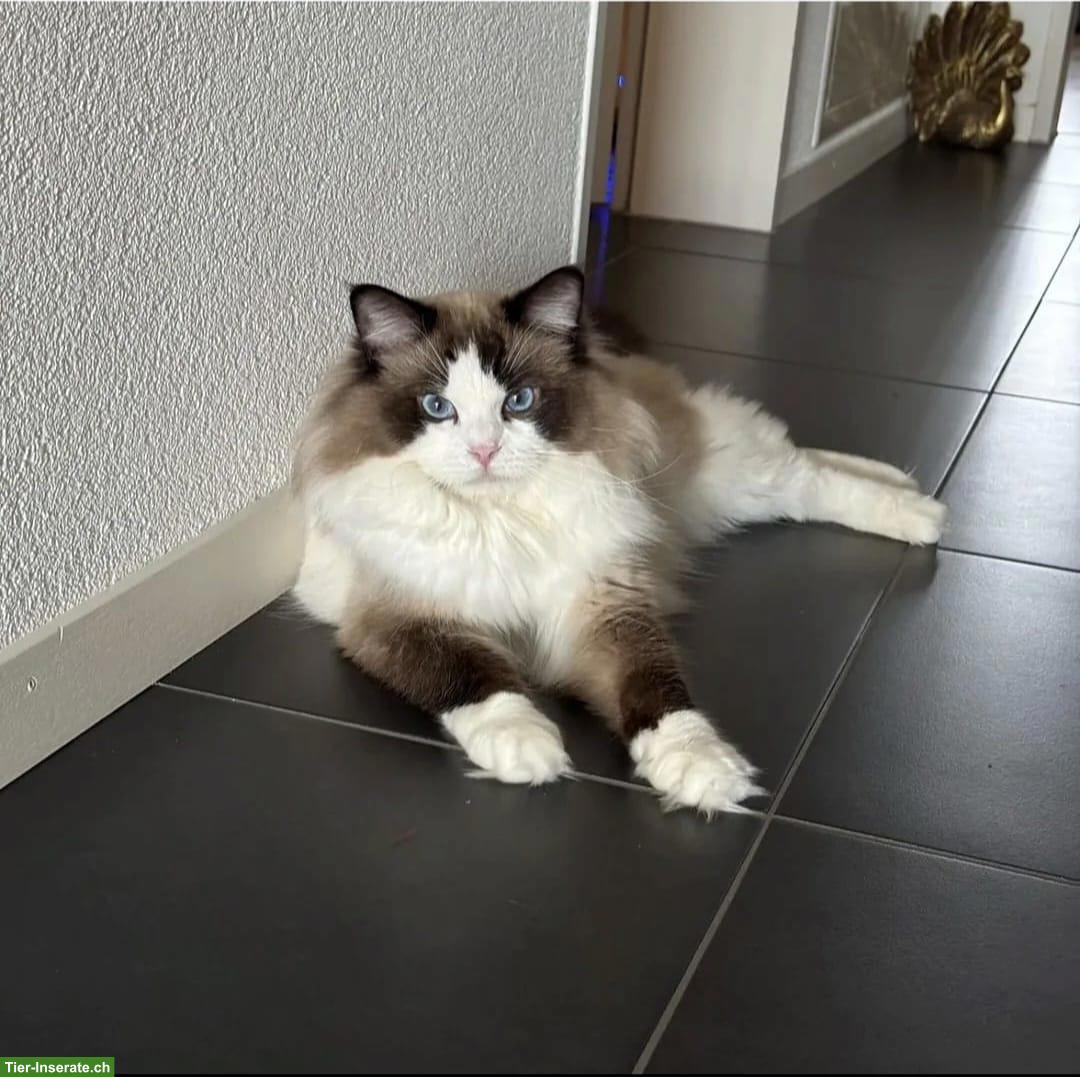 Bild 5: Ragdoll Kitten mit Stammbaum zu verkaufen