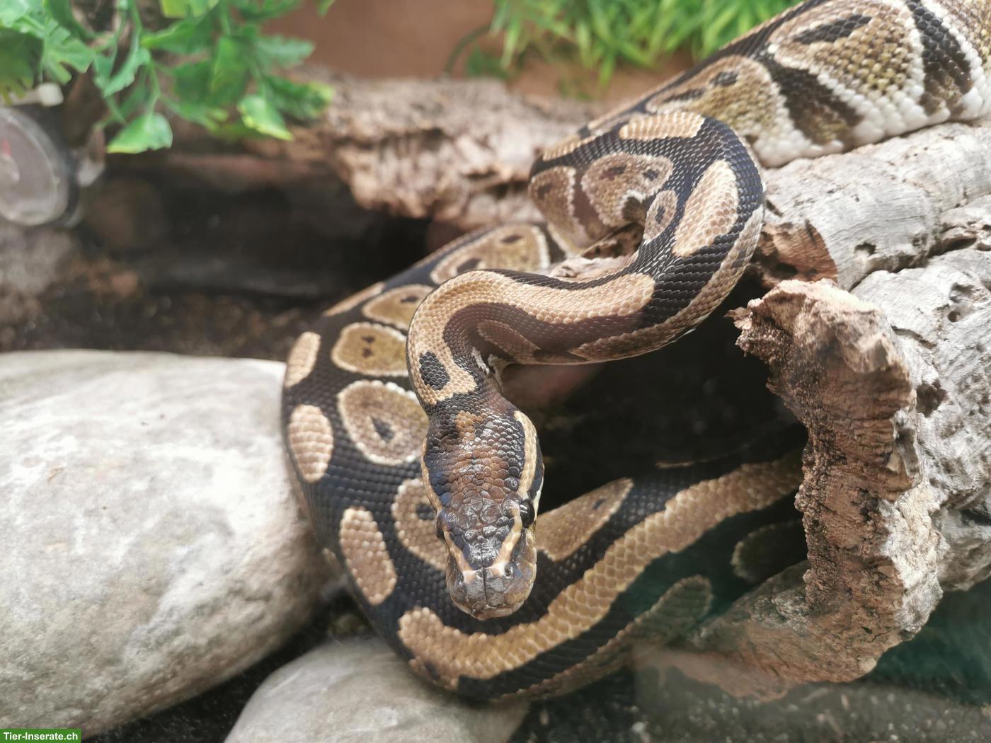 Königspython mit Terrarium sucht neues Zuhause