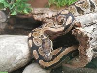 Königspython mit Terrarium sucht neues Zuhause