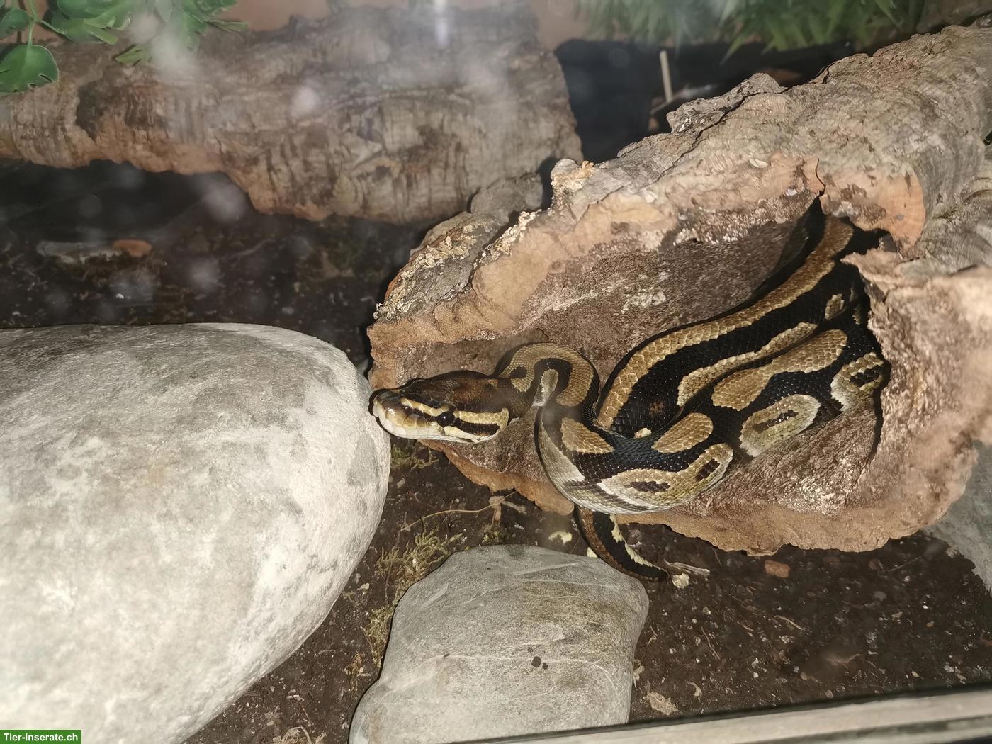 Bild 2: Königspython mit Terrarium sucht neues Zuhause