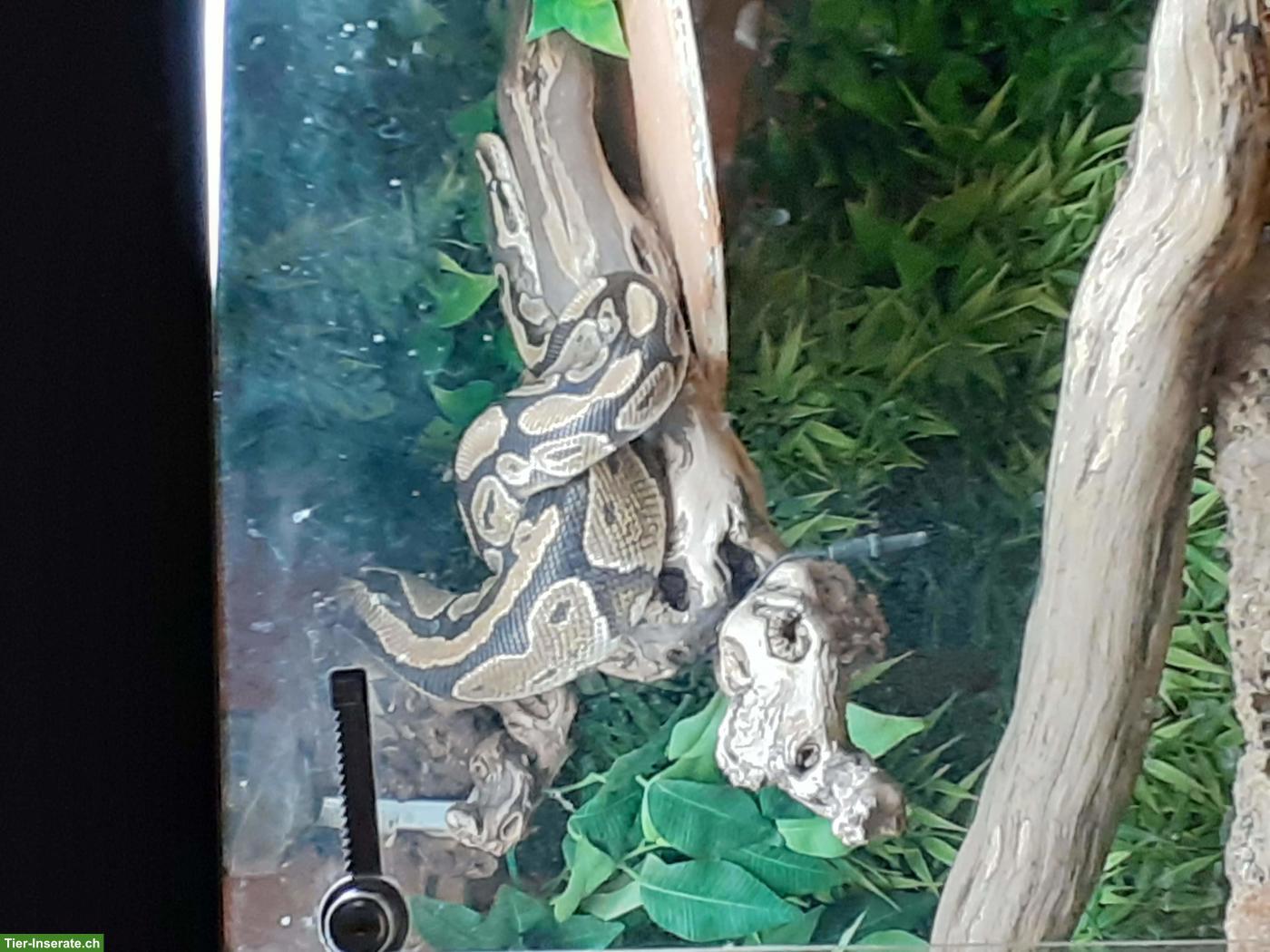 Bild 3: Königspython mit Terrarium sucht neues Zuhause