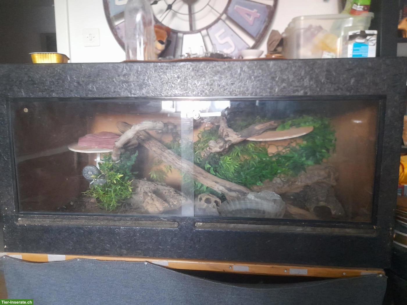 Bild 4: Königspython mit Terrarium sucht neues Zuhause