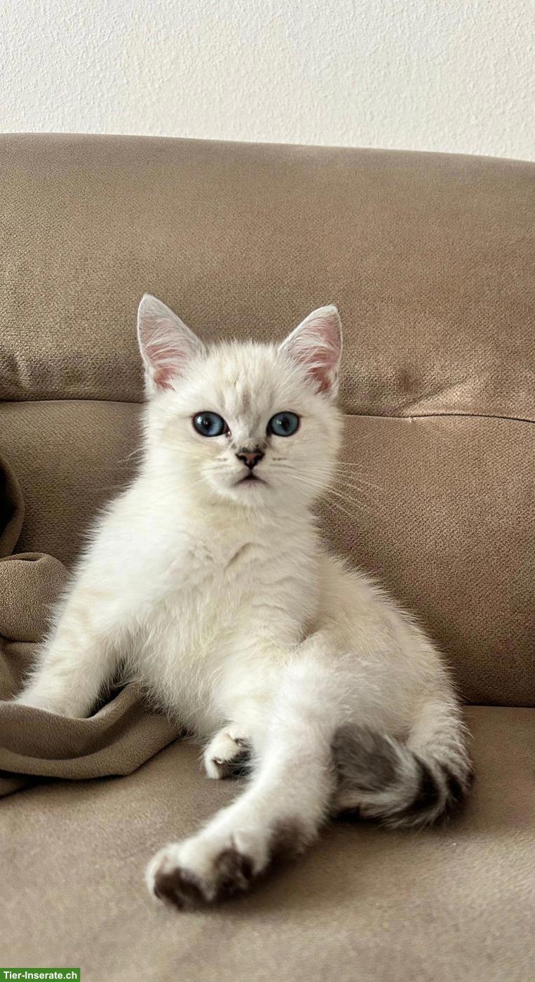 2 Britisch Kurzhaar Kitten zu verkaufen