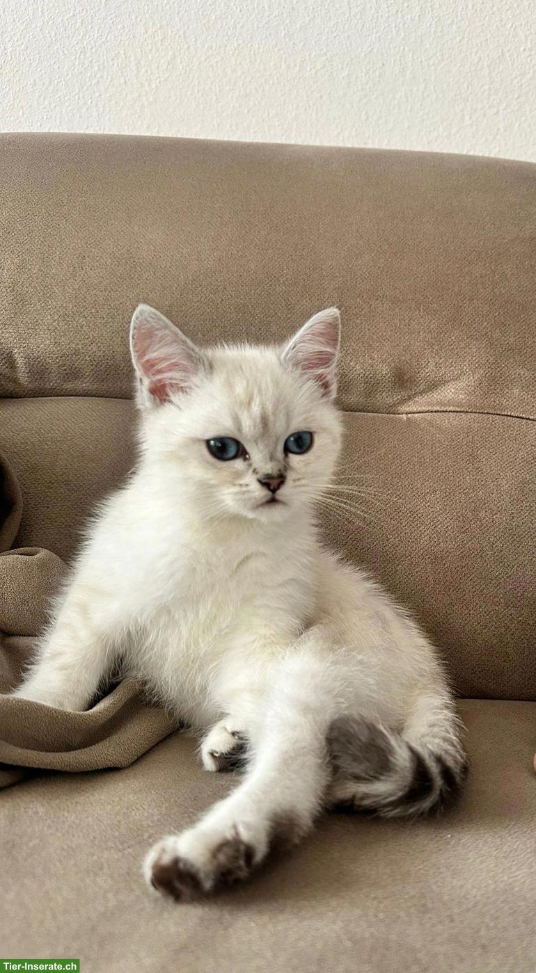 Bild 2: 2 Britisch Kurzhaar Kitten zu verkaufen