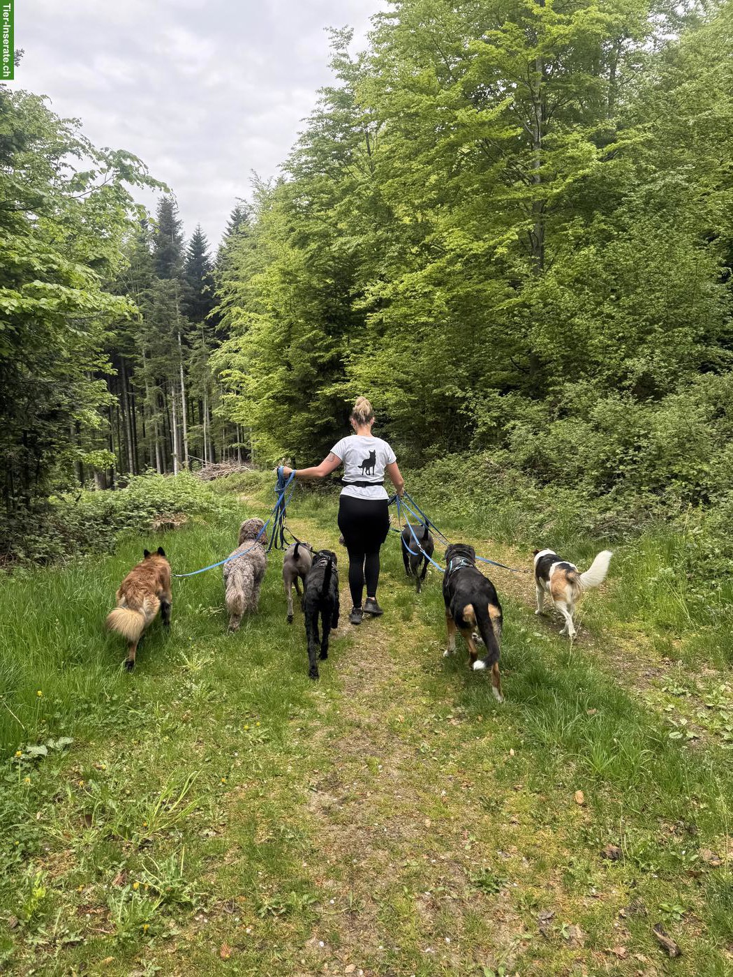 Aushilfe/Praktikantin gesucht für Tierpension in Bern