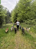 Aushilfe/Praktikantin gesucht für Tierpension in Bern