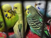 Wellensittiche und Agapornis abzugeben