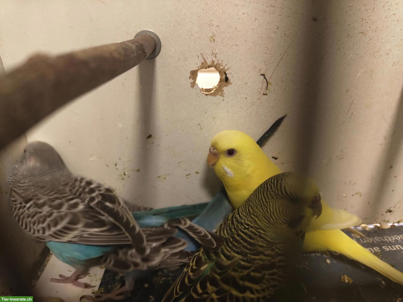 Bild 2: Wellensittiche und Agapornis abzugeben