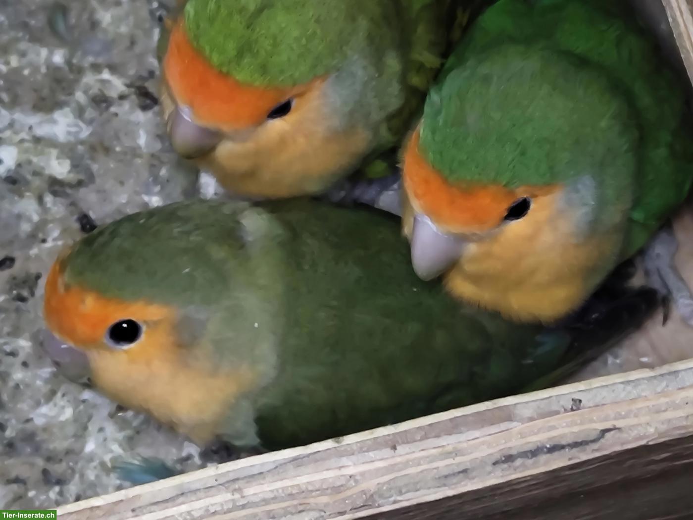 Bild 3: Wellensittiche und Agapornis abzugeben