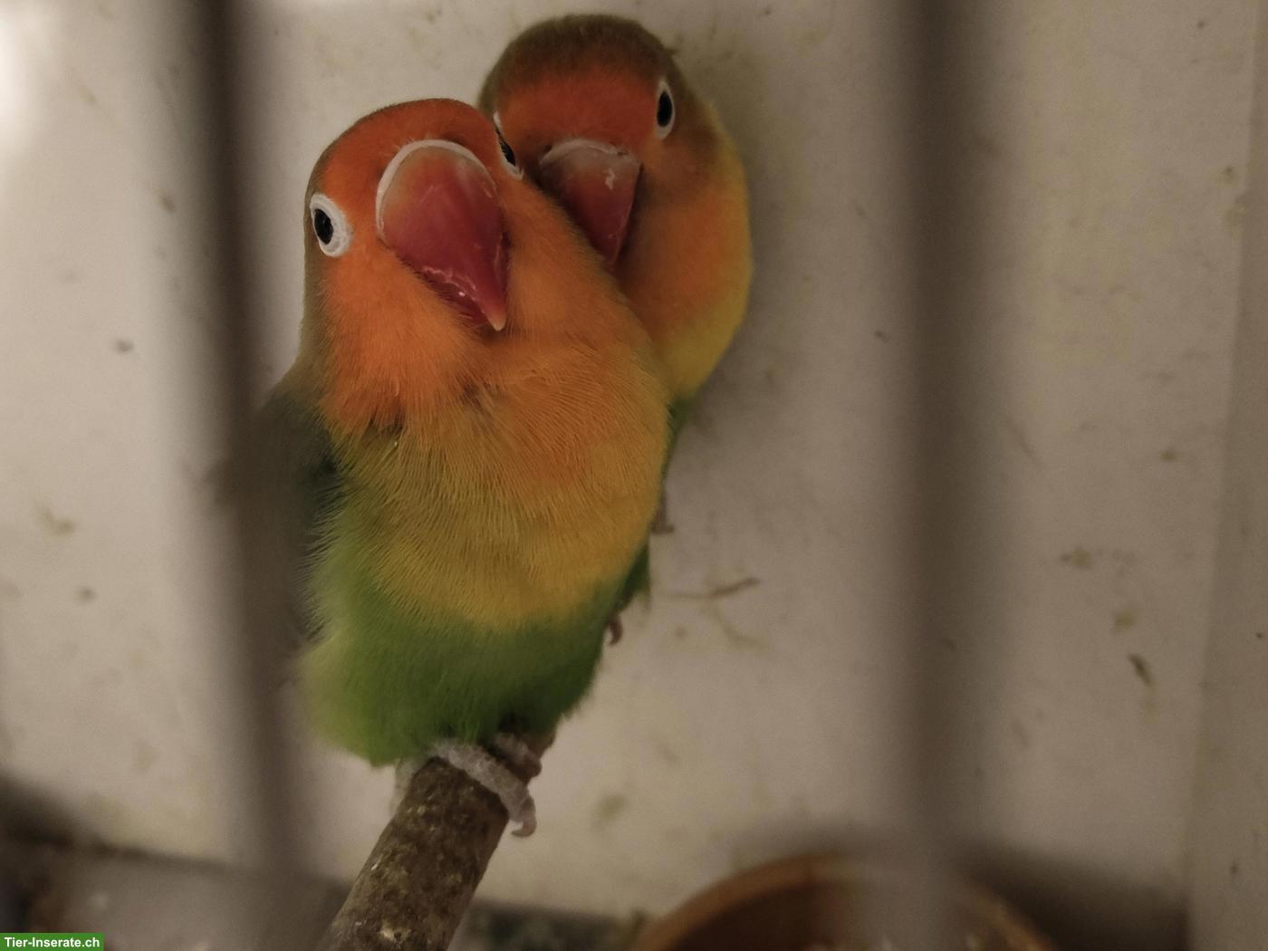 Bild 4: Wellensittiche und Agapornis abzugeben