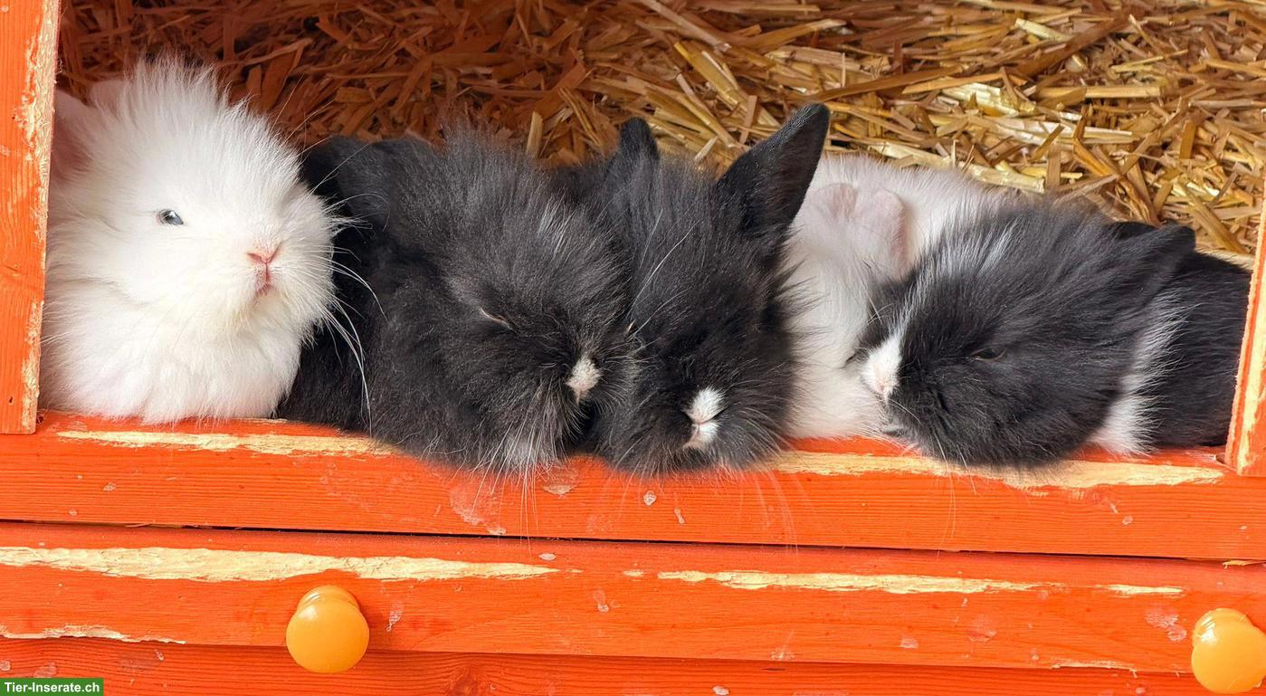 Süsse Löwenkopfkaninchen suchen liebevolles Zuhause