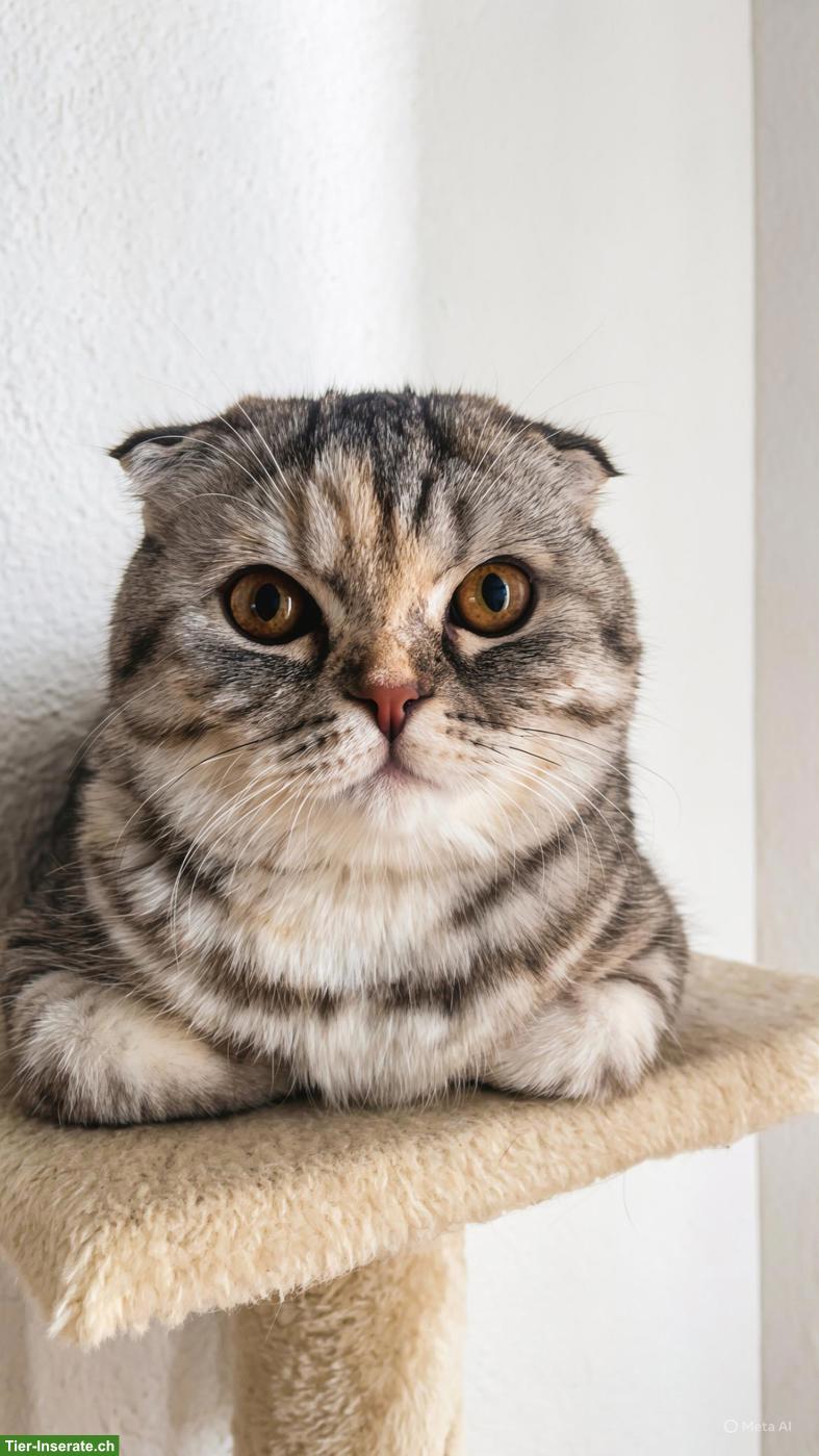 BKH Katze Mira, weiblich sucht ein neues Zuhause
