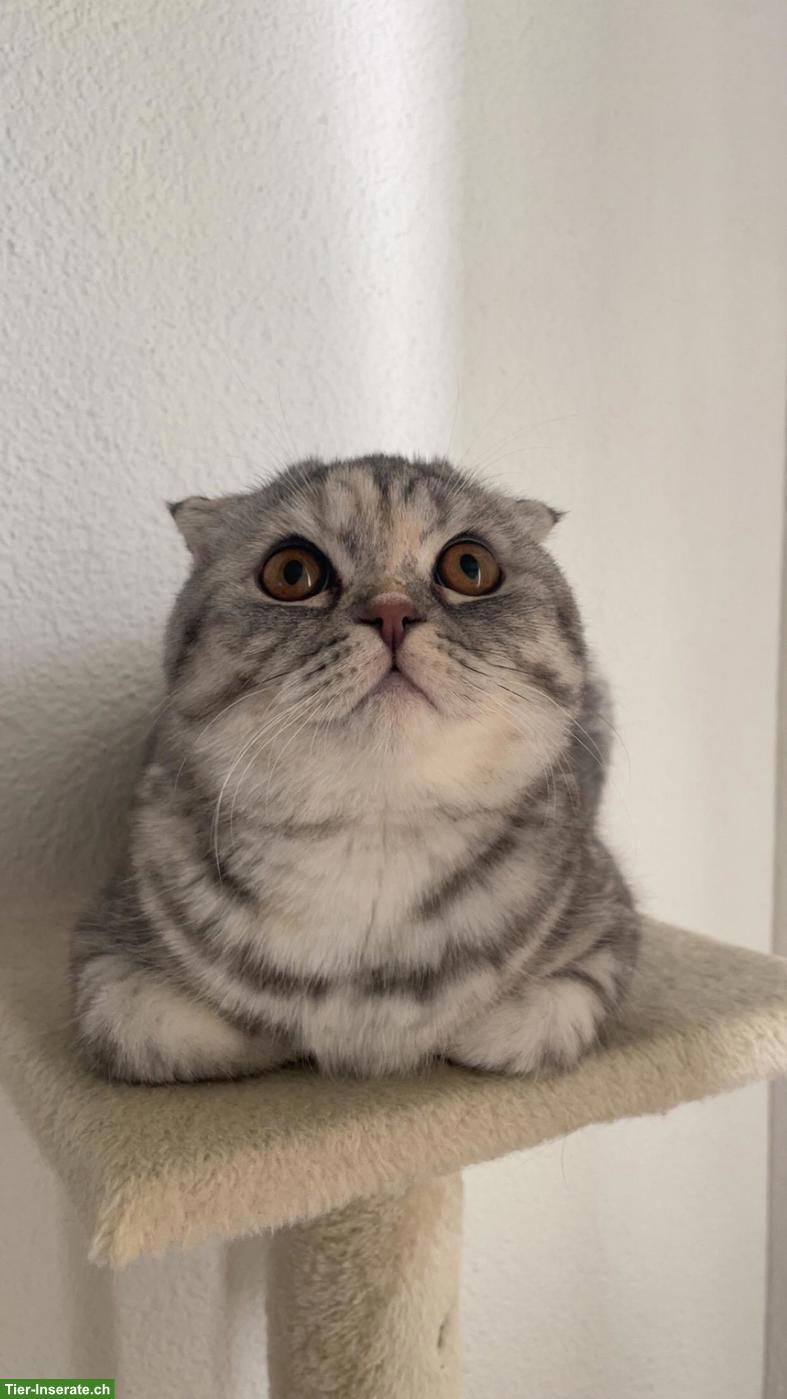Bild 2: BKH Katze Mira, weiblich sucht ein neues Zuhause