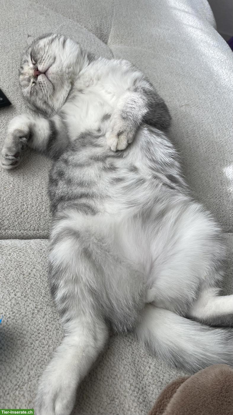 Bild 3: BKH Katze Mira, weiblich sucht ein neues Zuhause