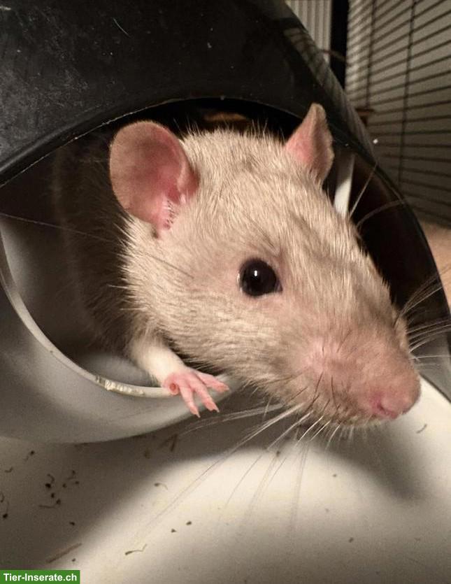 3 süsse Ratten Männchen suchen Zuhause