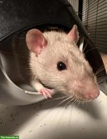 3 süsse Ratten Männchen suchen Zuhause